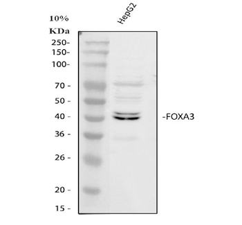 FOXA3 Rabbit Polyclonal Antibody