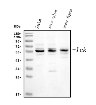 Lck Antibody