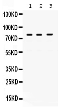 DNA polymerase eta/POLH Rabbit Polyclonal Antibody