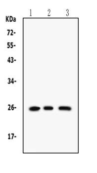 RAB14 Rabbit Polyclonal Antibody
