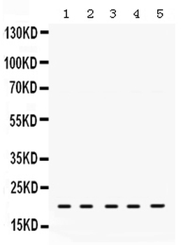 RAP1A Rabbit Polyclonal Antibody