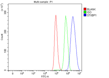 Munc18-1/STXBP1 Rabbit Polyclonal Antibody