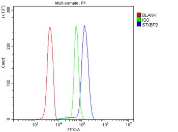 STXBP2 Rabbit Polyclonal Antibody