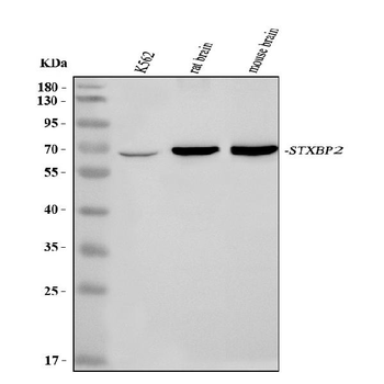 STXBP2 Rabbit Polyclonal Antibody
