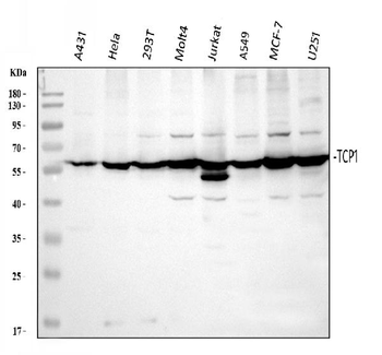 TCP1 alpha Antibody