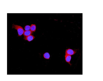 TNXB Antibody