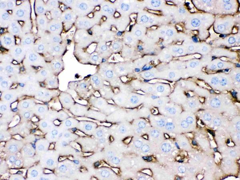 Apolipoprotein A I/APOA1 Rabbit Polyclonal Antibody