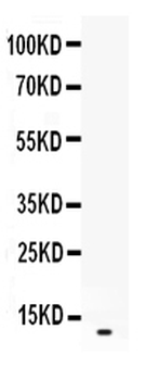 CXCL2 Antibody