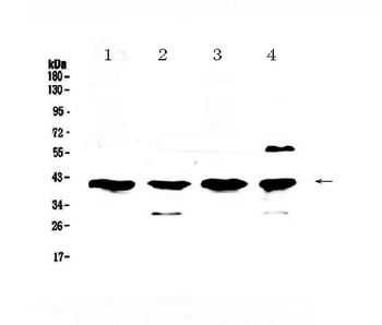 VEGFD/FIGF Antibody