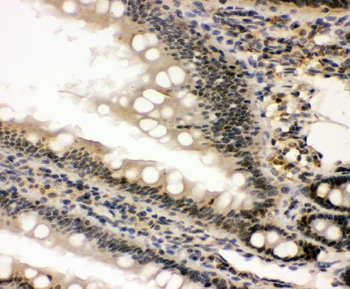 nmt55/p54nrb/NONO Rabbit Polyclonal Antibody