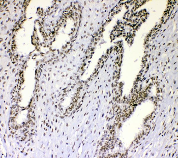 nmt55/p54nrb/NONO Rabbit Polyclonal Antibody
