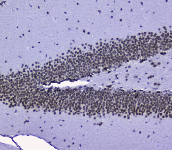 nmt55/p54nrb/NONO Rabbit Polyclonal Antibody