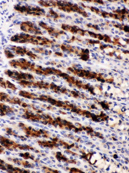 Nucleobindin 2/NUCB2 Rabbit Polyclonal Antibody