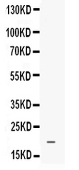 Prokineticin 1/PROK1 Rabbit Polyclonal Antibody