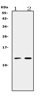 Prokineticin 1/PROK1 Rabbit Polyclonal Antibody