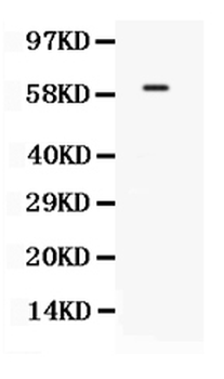 TCF7L1 Antibody