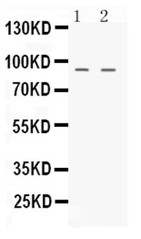 NIRF/UHRF2 Rabbit Polyclonal Antibody