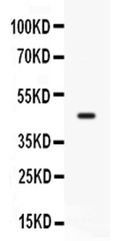 CD33 Antibody