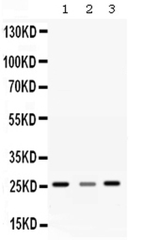 SR1/SRI Rabbit Polyclonal Antibody