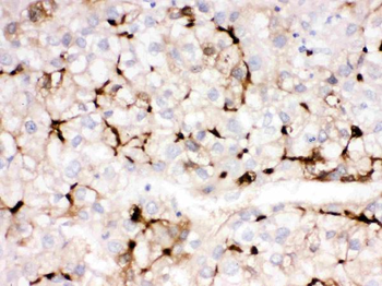 Apolipoprotein A I/APOA1 Rabbit Polyclonal Antibody