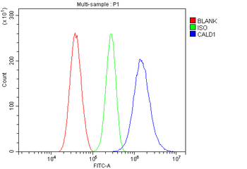 Caldesmon/CALD1 Antibody