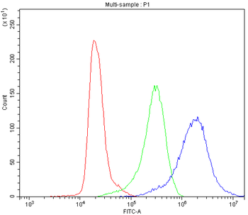 CCT3 Rabbit Polyclonal Antibody