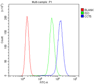 TCP1 epsilon/CCT5 Antibody