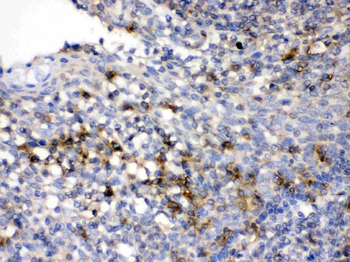 CD33 Rabbit Polyclonal Antibody