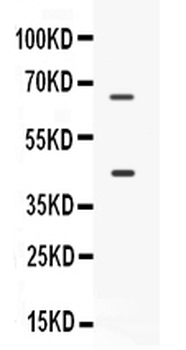 CD33 Rabbit Polyclonal Antibody