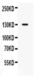CDCP1 Rabbit Polyclonal Antibody