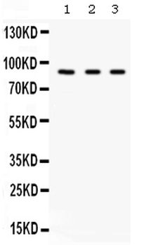 Factor B/CFB Antibody
