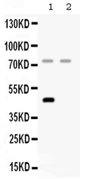 Factor I/CFI Antibody