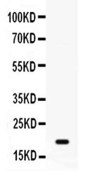 GADD45A Rabbit Polyclonal Antibody