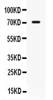 IL7R alpha Antibody