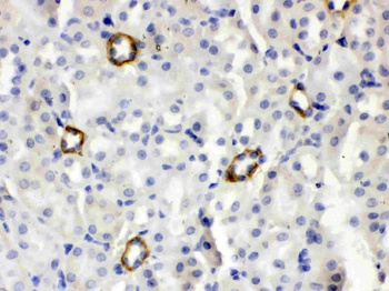 ISG15 Rabbit Polyclonal Antibody
