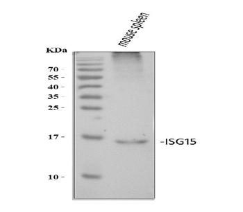 ISG15 Rabbit Polyclonal Antibody