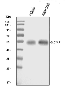EAAT1/SLC1A3 Rabbit Polyclonal Antibody