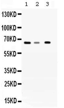 WDR1 Rabbit Polyclonal Antibody