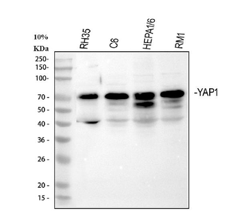 YAP1 Antibody