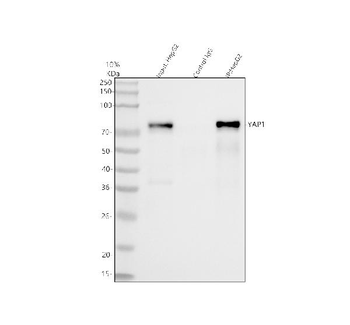 YAP1 Antibody