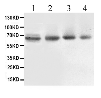 ABCB10 Rabbit Polyclonal Antibody