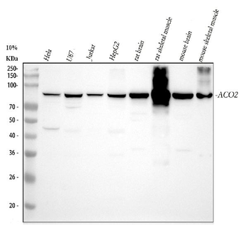 Aconitase 2/ACO2 Rabbit Polyclonal Antibody