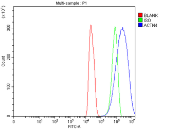 Alpha Actinin 4/ACTN4 Antibody