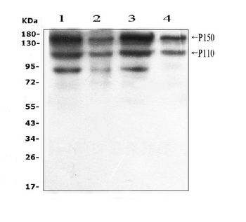ADAR1 Rabbit Polyclonal Antibody