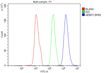 AEBP2 Rabbit Polyclonal Antibody