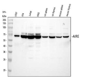 AIRE Rabbit Polyclonal Antibody