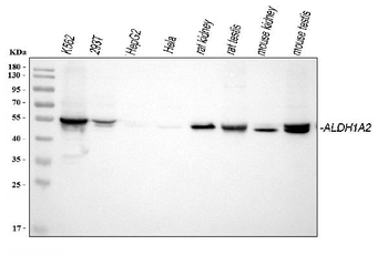ALDH1A2 Rabbit Polyclonal Antibody