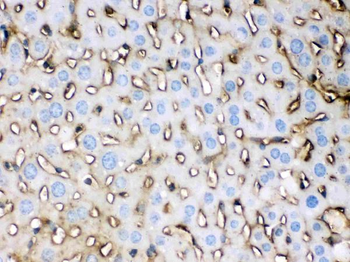 Apolipoprotein E/APOE Rabbit Polyclonal Antibody