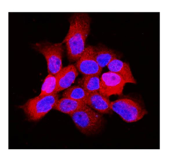 ARF6 Rabbit Polyclonal Antibody