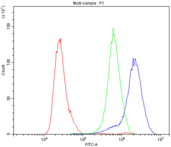 Carbonic Anhydrase II/CA2 Rabbit Polyclonal Antibody